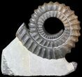 Devonian Ammonite (Anetoceras) - Morocco #63081-1